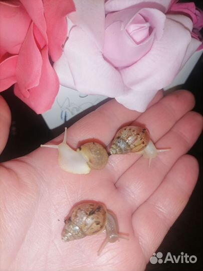 Улитки ахатины