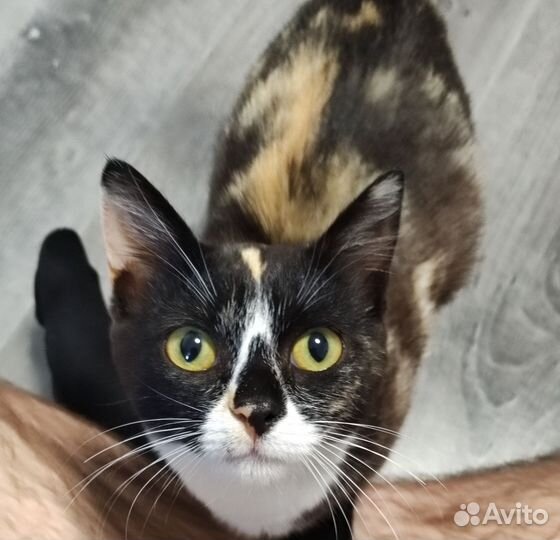 Маленькая кошка