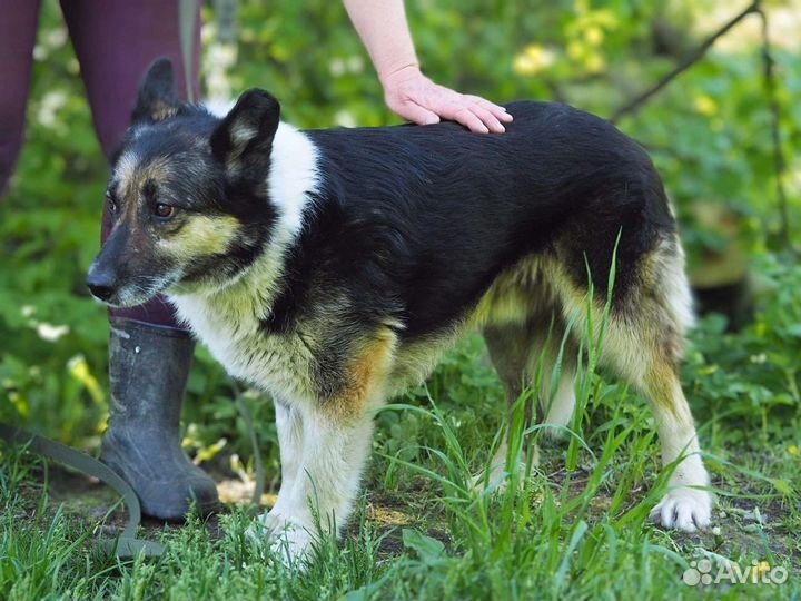 Метис лайки и овчарки