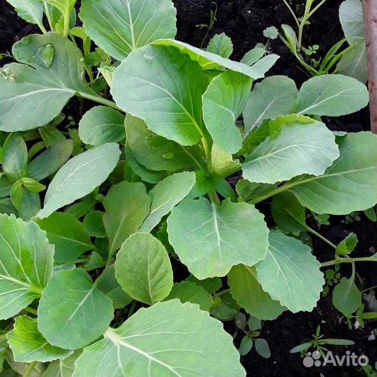 Рассада капусты