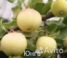 Саженцы Яблони с зкс и окс