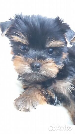 Йоркширский терьер