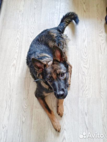 Щенок мальчик в добрые руки