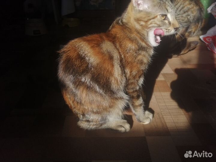 Котята мейн-кун