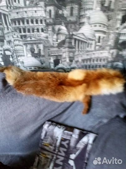 Лиса натуральная