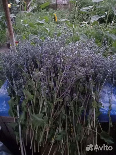 Синеголовник эрингиум (чертополох синий)