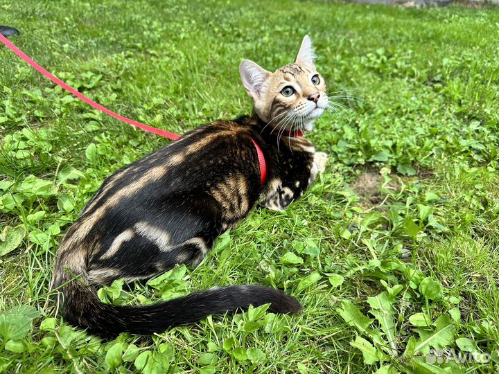 Шикарный бенгальский котенок