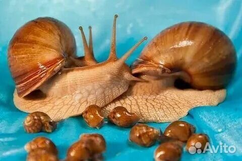 Улитки ахатины