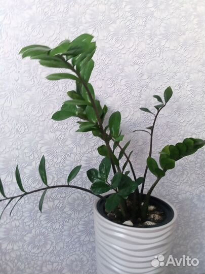 Замиокулькас