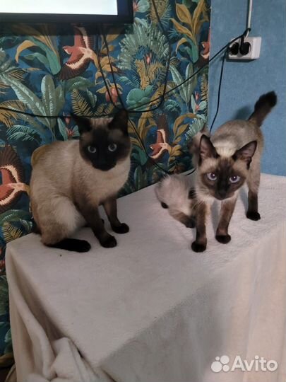 Сиамские котята