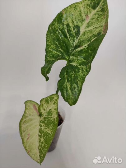 Сингониумы разные