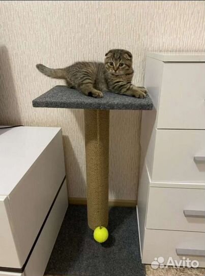 Когтеточка 60см