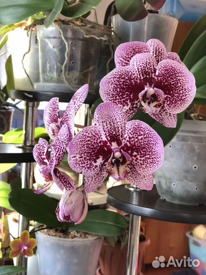 Орхидеи сортовые