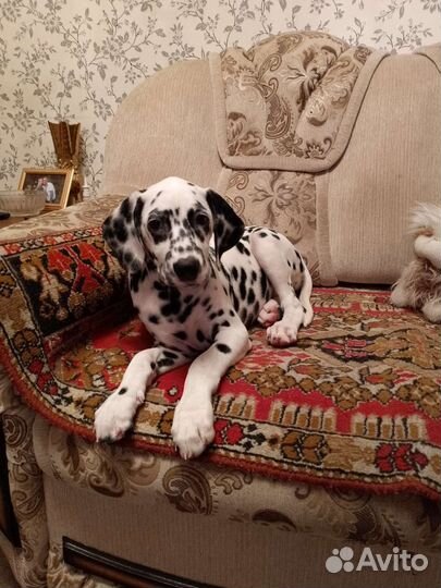 Продам щенков далматинцев