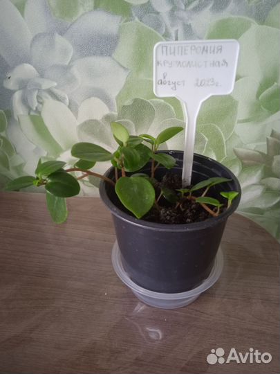 Комнатные цветы