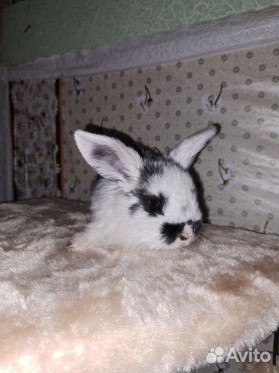 Декоративные кролики вислоухие