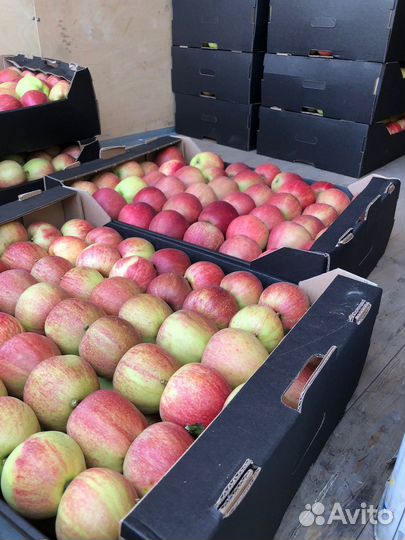 Яблоки Гала