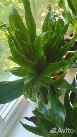 Драцена Фрагранс компакта. Драцена душистая