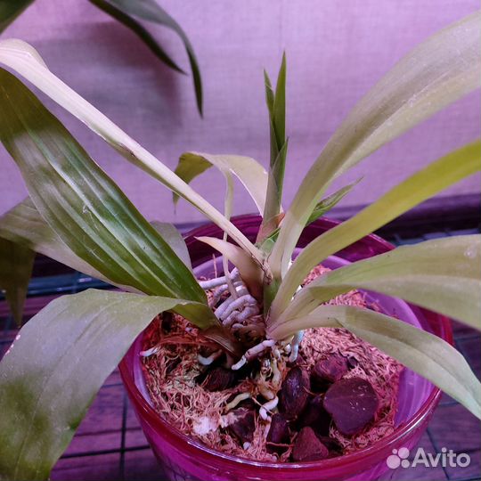 Орхидея Zigopetalum