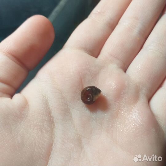 Улитки аквариумные