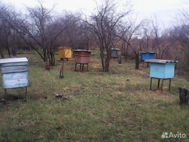 Пчелы улья пасека