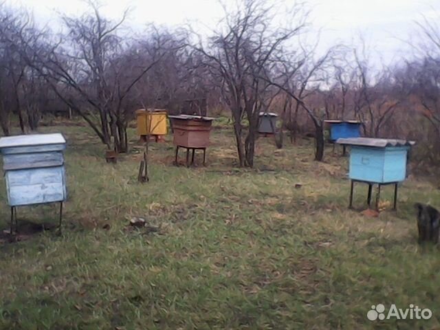 Пчелы улья пасека