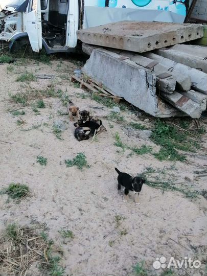 Щенки в добрые руки