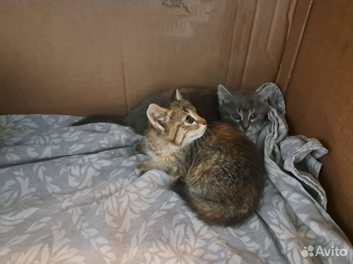 Кошки
