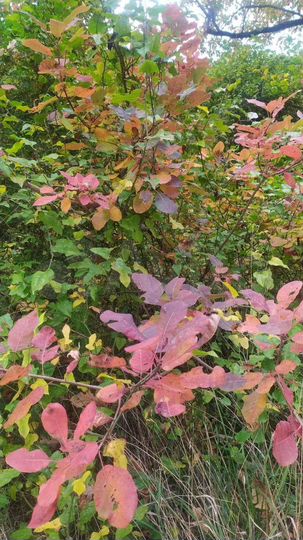 Участок 6 сот. (СНТ, ДНП)