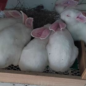Продам кроликов белый панон
