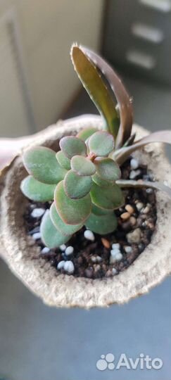 Денежное дерево (крассула/толстянка)