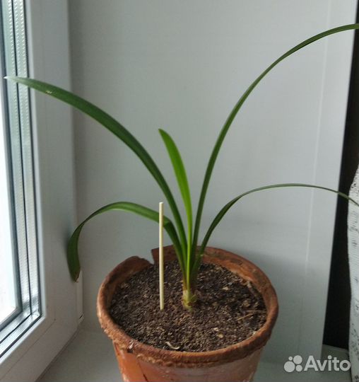 Гиппеаструм