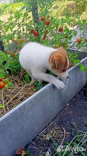 Собаки бесплатно в добрые руки щенки
