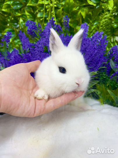 Кролик мини