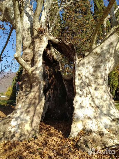 Супер-экскурсия в пещеру Хабю
