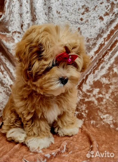 Мальтипу f1 Девочка