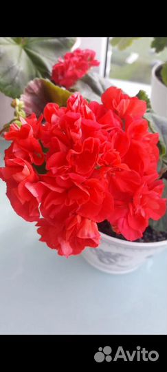 Пеларгония