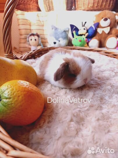 Кролик вислоухий сплит мальчик