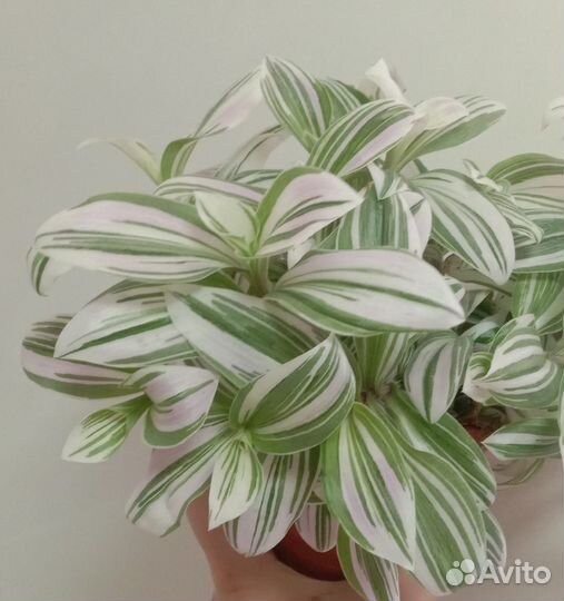 Традесканция нанук, Пинк хилл, белая