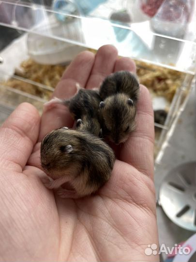 Джунгарский хомяк