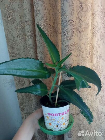 Каланхоэ лечебное дегремона комнатный цветок