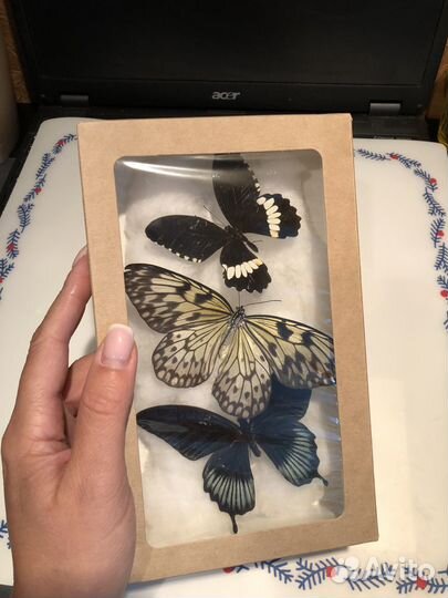 Бабочки Засушенные для фотосессий