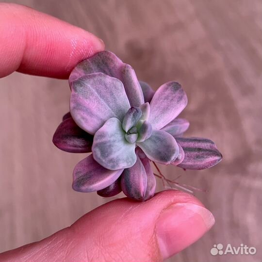 Редкие коллекционные суккуленты2