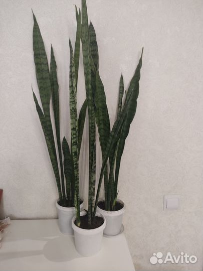 Сансевиерия