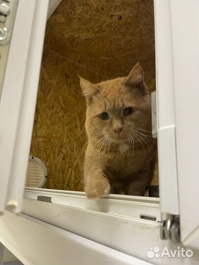 Рыжий кот в дар