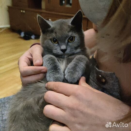 Кошечка в добрые руки