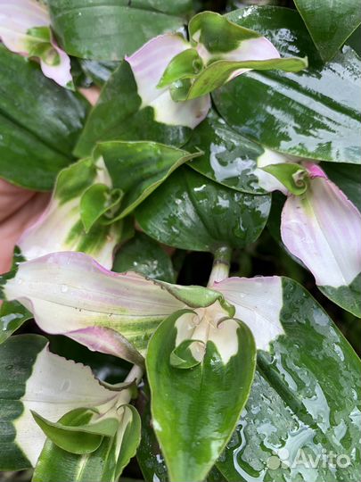 Традесканция срез