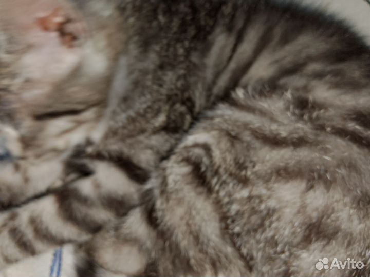 Котенок Девочка