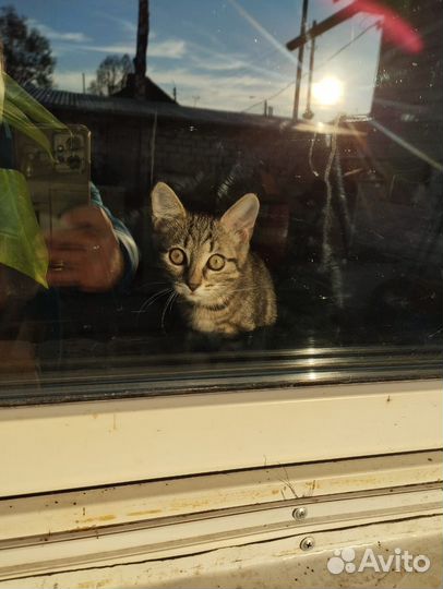 Кошечка в очень добрые руки