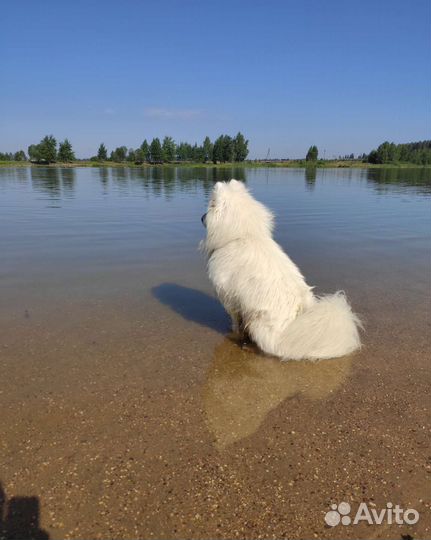 Самоед для вязки